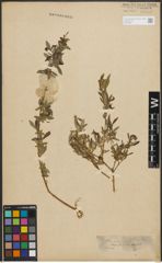 Foto von Salix purpurea L.